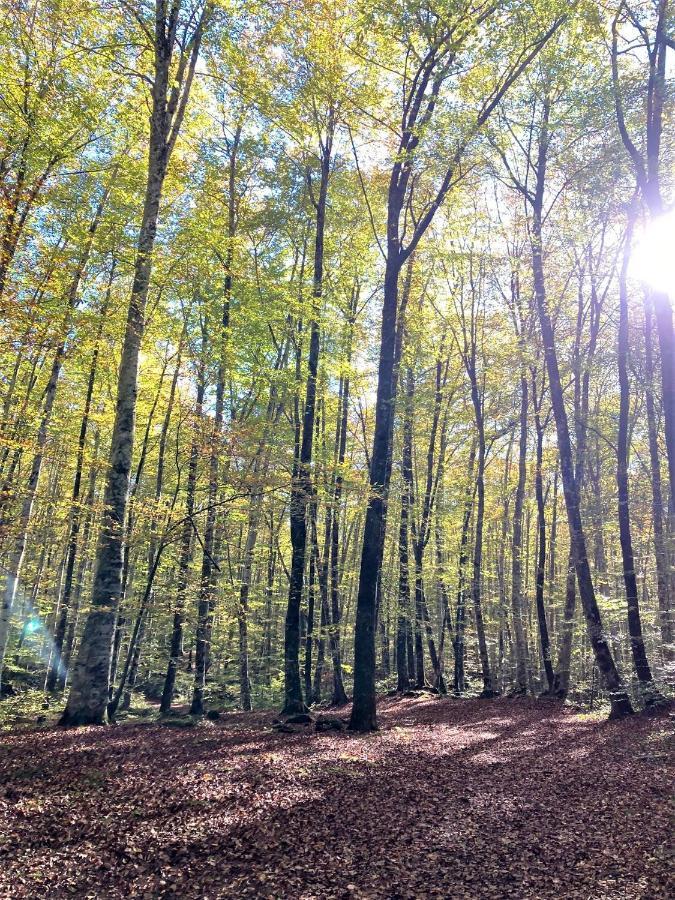 Apartament Natura Amb Calma Olot Esterno foto